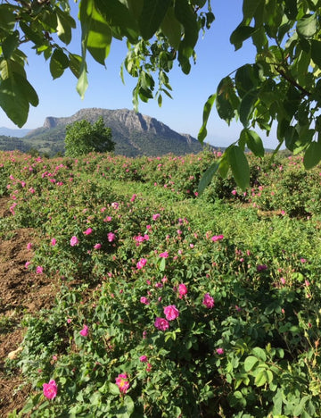 From rose fields to Rose Water