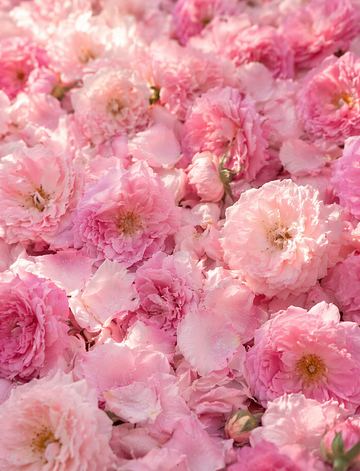 How rose heritage inspires Rosense